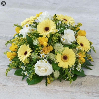 Yellow Posy