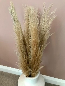 Pampas grass stems