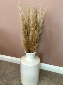 Pampas grass stems