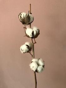 Cotton flower